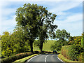 Two Tall Trees next to Lough Shore Road