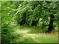 Byway to Brynog north-west of Tal-sarn, Ceredigion