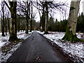 Road, Seskinore Forest