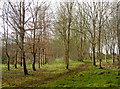 Neatly arranged saplings