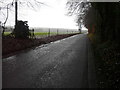 Newly-planted hedge, Coldred Road