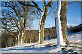 NT4936 : Winter trees at Ladhope Golf Course by Walter Baxter