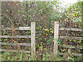 Overgrown footpath