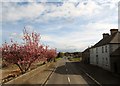 Flowering trees alongside the A22 north of Balloo