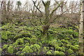 Moss Covered Rocks