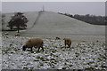 Cold sheep in Campbell Park