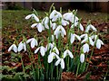 Galanthus nivalis, Common Snowdrop