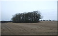 Stubble field and woodland, North Ferriby