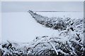 Snow-covered hedges