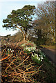 Snowdrops at Higher Holcombe