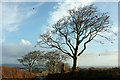 Beech trees, Holcombe Down Road