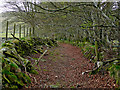 Farm road in Cwm Berwyn, Ceredigion