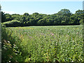 Corner of a weedy field of beans