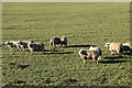 Flock of Sheep