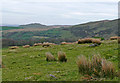 Ceredigion farm land east of Tregaron