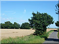 TL6501 : Wheat field by Little Hyde Lane by Robin Webster