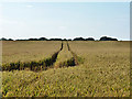 TL6403 : Wheat field west of bridleway by Robin Webster