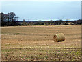 Bale in a harvested field