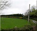 Private farm lane leading north from the A22 (Downpatrick Road)