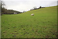 Field off Quarry Lane