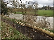 SP2965 : High river level on the Avon, southeast Warwick by Robin Stott