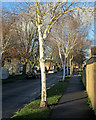 Lichfield Road: silver birch in winter