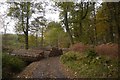 Woodland under Fordie Hill