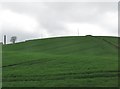 Grass crop on large drumlin between the A22 and Shrigley