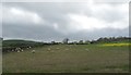 Sheep grazing on harvested cropland west of the A22