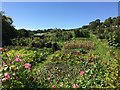 Allotments on the edge of Richmond