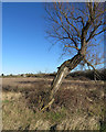 Beside Grunty Fen Catchwater Drain