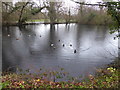 The lake in Swakeleys Park