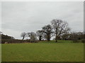 Footpath heading South East towards Spital Bridge