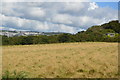 Field by South West Coast Path