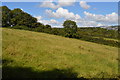 Field by South West Coast Path