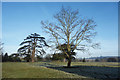 SU9343 : Trees at Oxenford Grange by Des Blenkinsopp