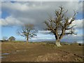SO3259 : Oak trees at Eywood by Philip Halling