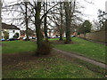 Open space with lime trees by Marriotts Walk, Stowmarket