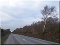 Bare silver birches by Puddletown Road