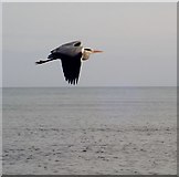 J3730 : A grey heron flying over the seashore below the Central Promenade at Newcastle by Eric Jones