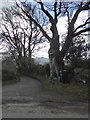 Tree at the entrance to Torhill Farm