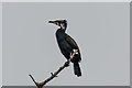 TG3017 : Cormorant (Phalacrocorax carbo)  by Ian Capper