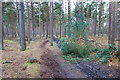 Branches on the Bridleway