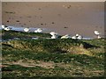 NZ2894 : Sanderling, Druridge Bay by Graham Robson