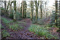 Woodland Path to Ballantrae