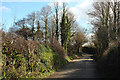 Trees by the lane from St Mabyn