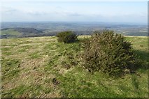 SO7646 : Gorse on Table Hill by Philip Halling