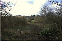 SP9609 : Woods alongside Grand Union Canal near Dudswell by Robert Eva