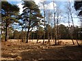 Trees on Horsell Common