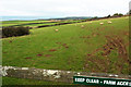 Sheep near Tregardock